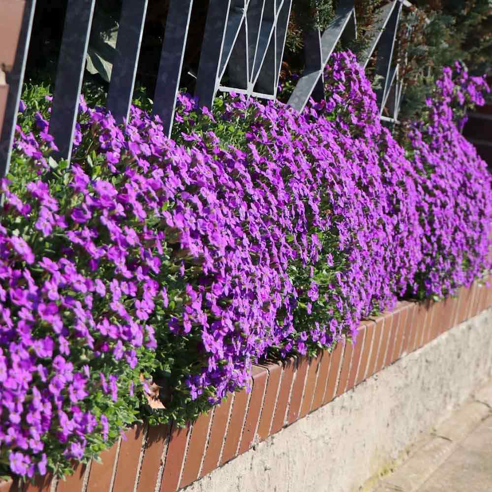 Aubrieta Hamburger Stadtpark (Campanula), taratoare, cu flori violet intens