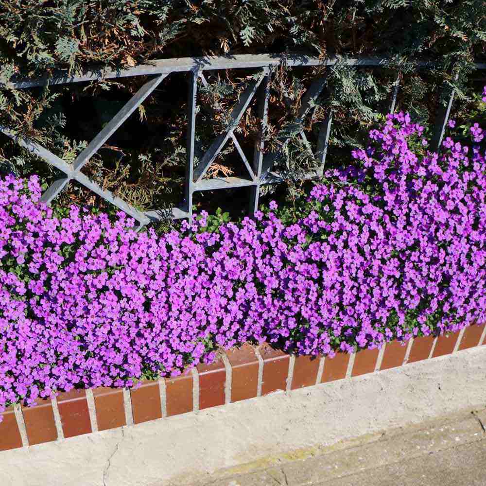 Aubrieta Hamburger Stadtpark (Campanula), taratoare, cu flori violet intens