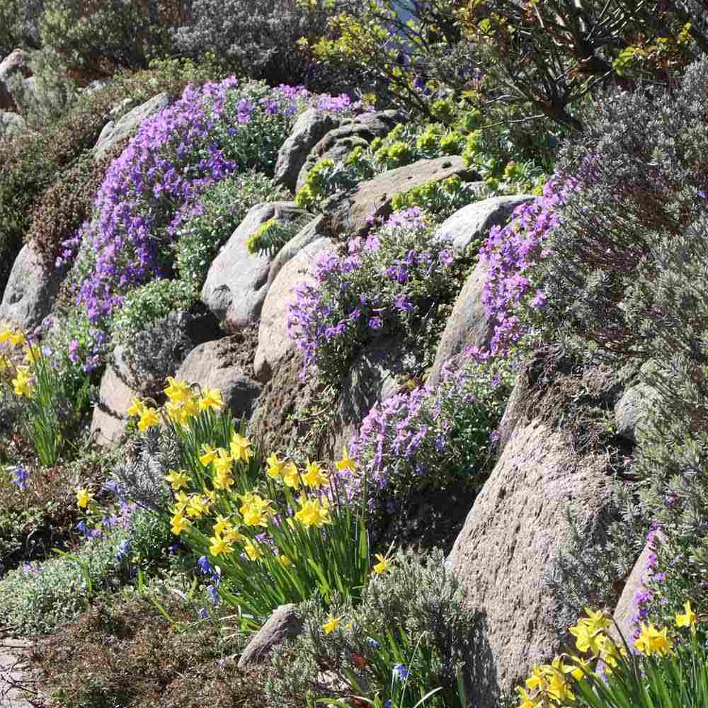 Aubrieta Hamburger Stadtpark (Campanula), taratoare, cu flori violet intens