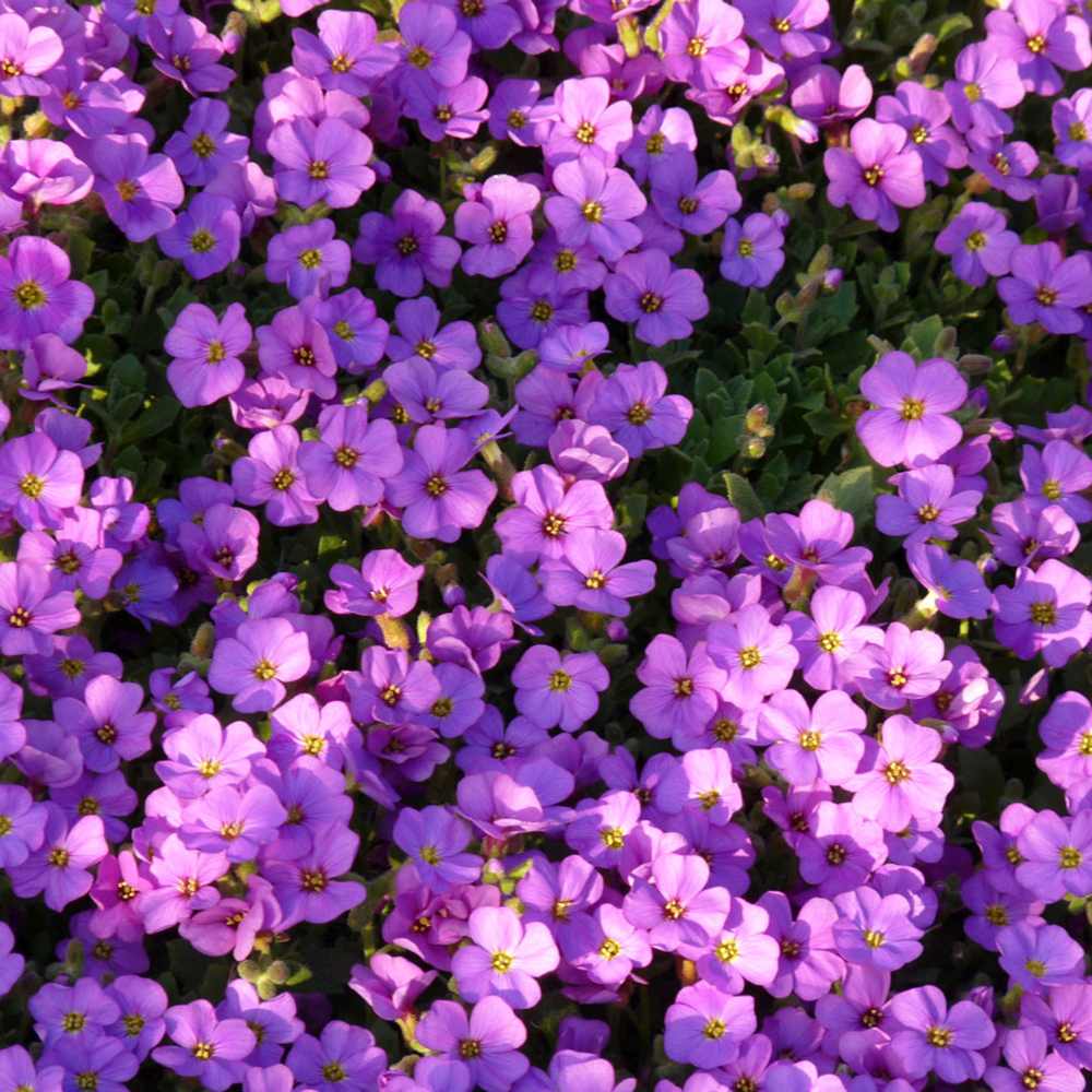Aubrieta Hamburger Stadtpark (Campanula), taratoare, cu flori violet intens - VERDENA-livrat in ghiveci de 0.7 l