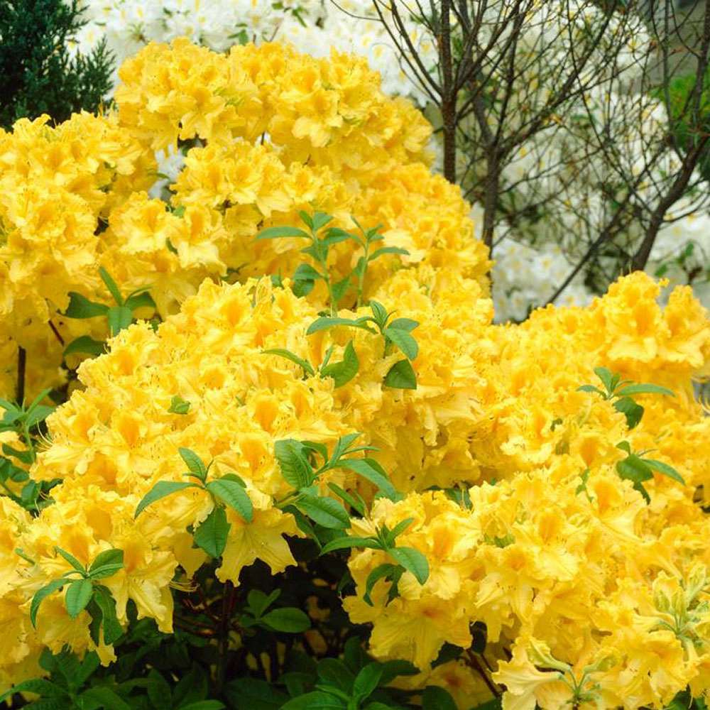 Azaleea Japoneza (Rhododendron) Mollis Anneke, cu flori aurii