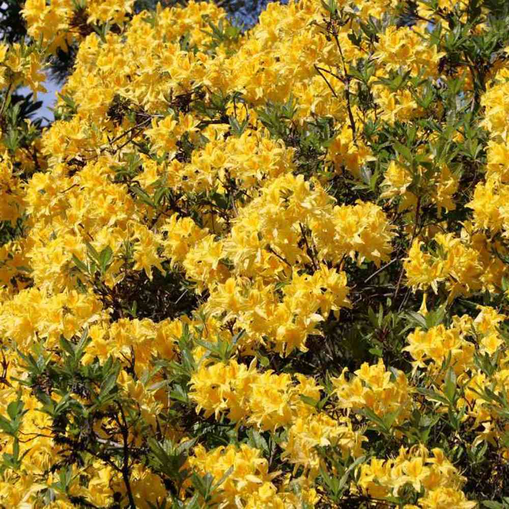 Azaleea Japoneza (Rhododendron) Mollis Anneke, cu flori aurii