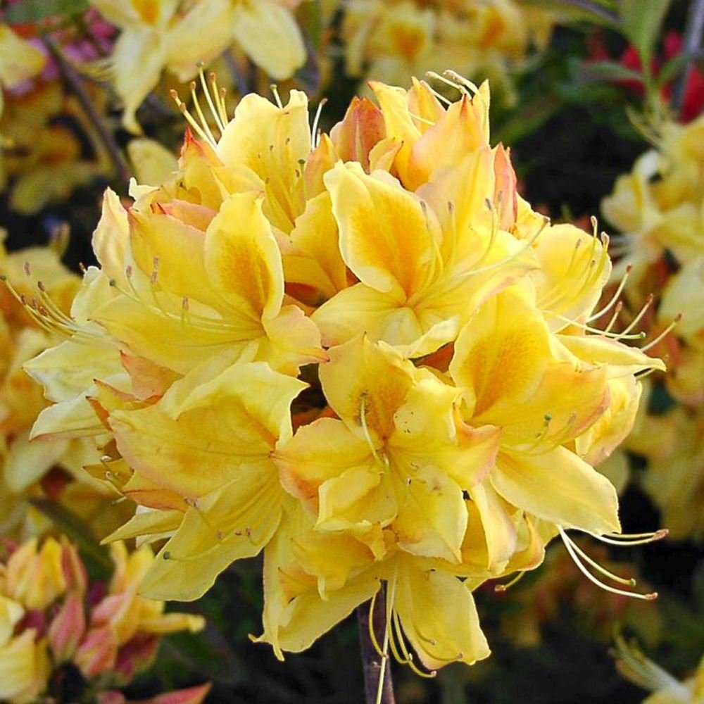 Azaleea Japoneza (Rhododendron) Mollis Anneke, cu flori aurii