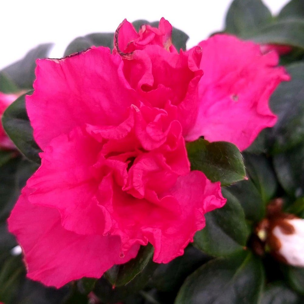 Azaleea japoneza (Rhododendron) Carnaval Tricolor