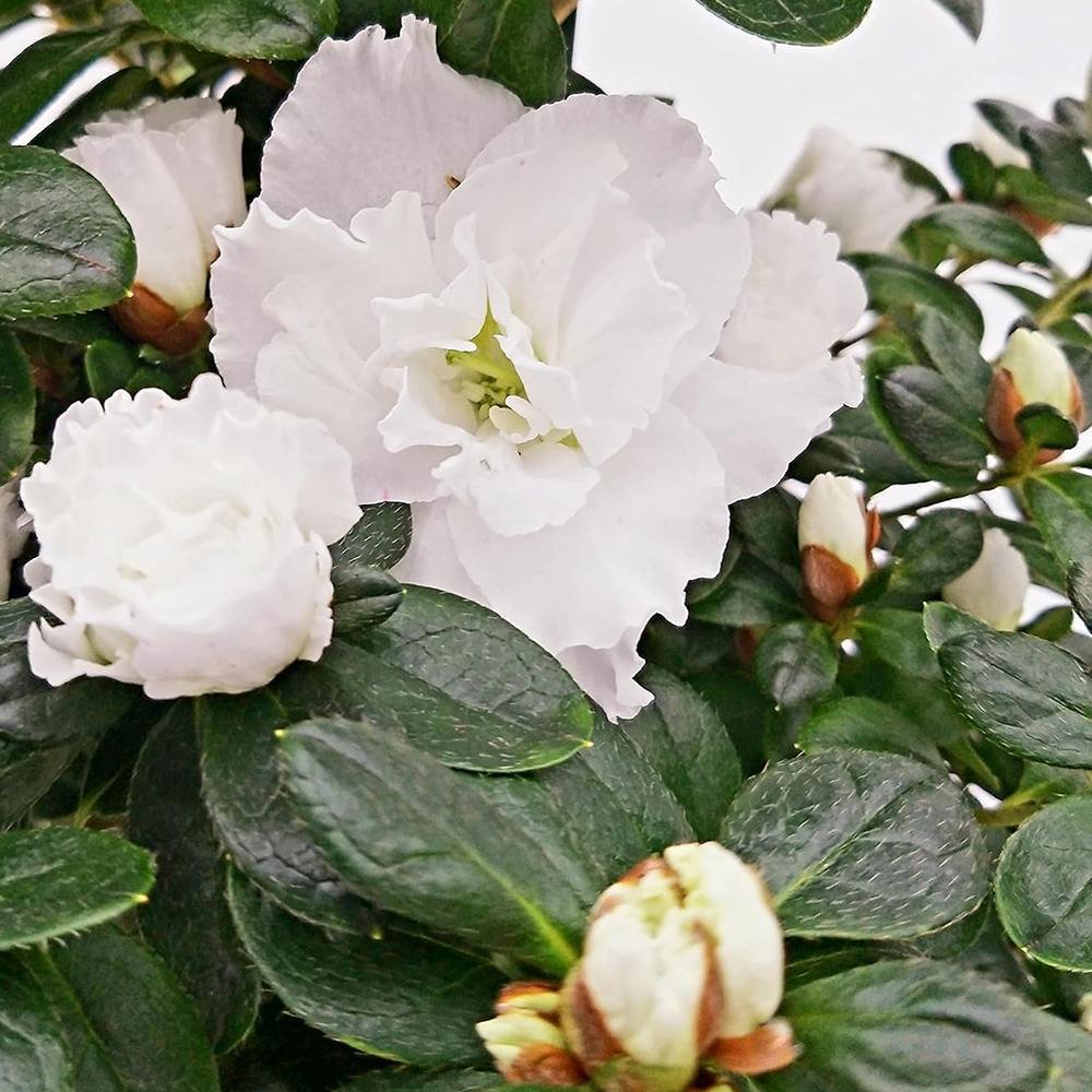 Azaleea japoneza (Rhododendron) Carnaval Tricolor