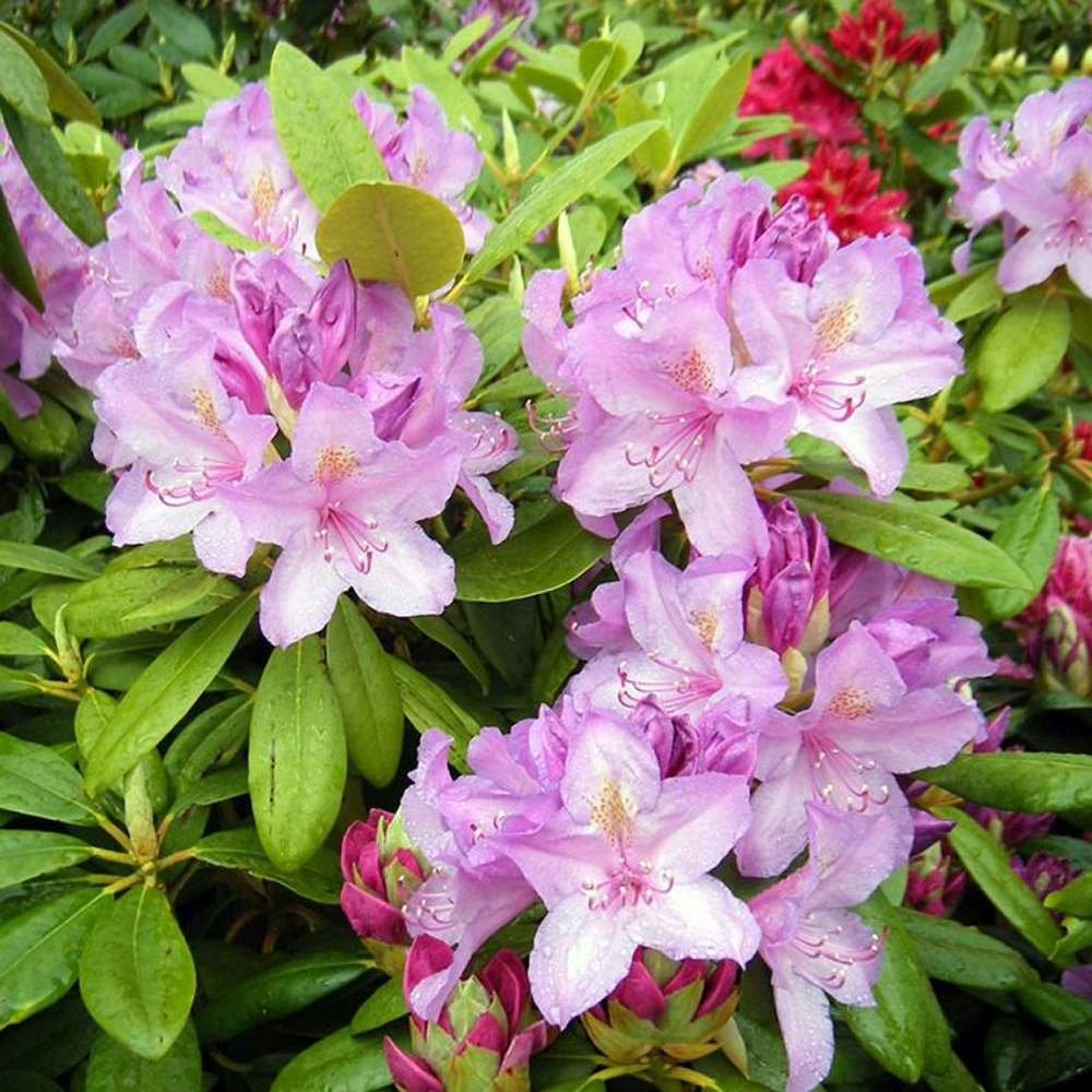 Azaleea Japoneza (Rhododendron) Catawbiense Boursault, cu flori violet