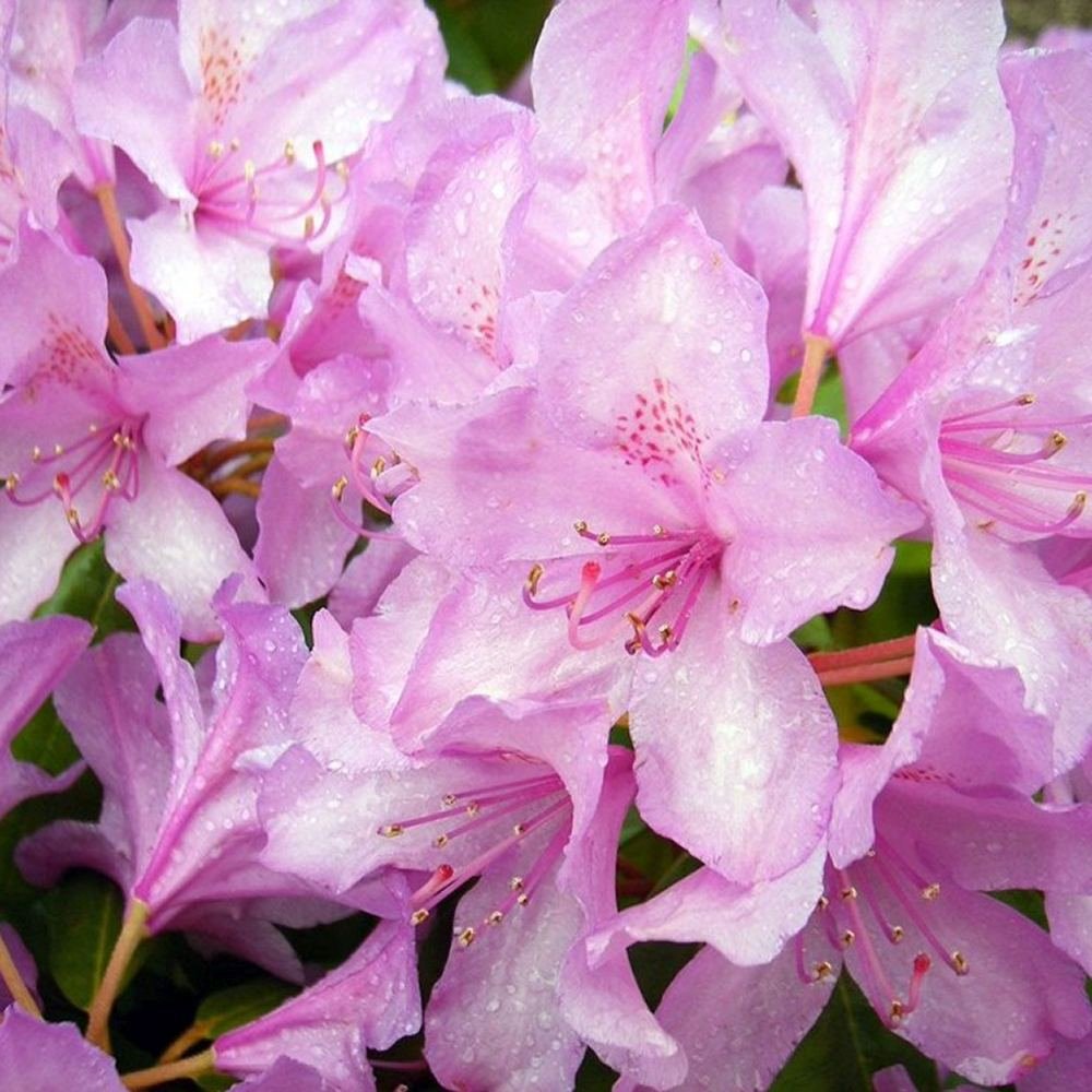 Azaleea Japoneza (Rhododendron) Catawbiense Boursault, cu flori violet