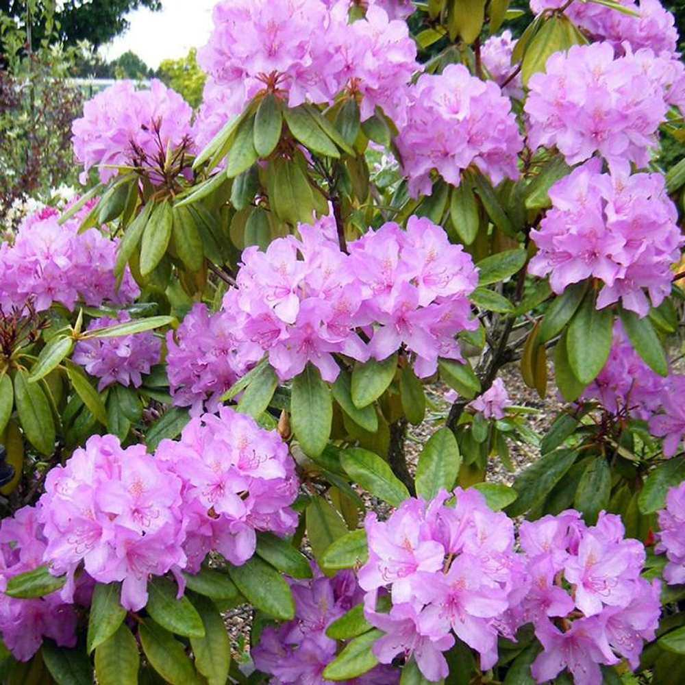 Azaleea Japoneza (Rhododendron) Catawbiense Boursault, cu flori violet