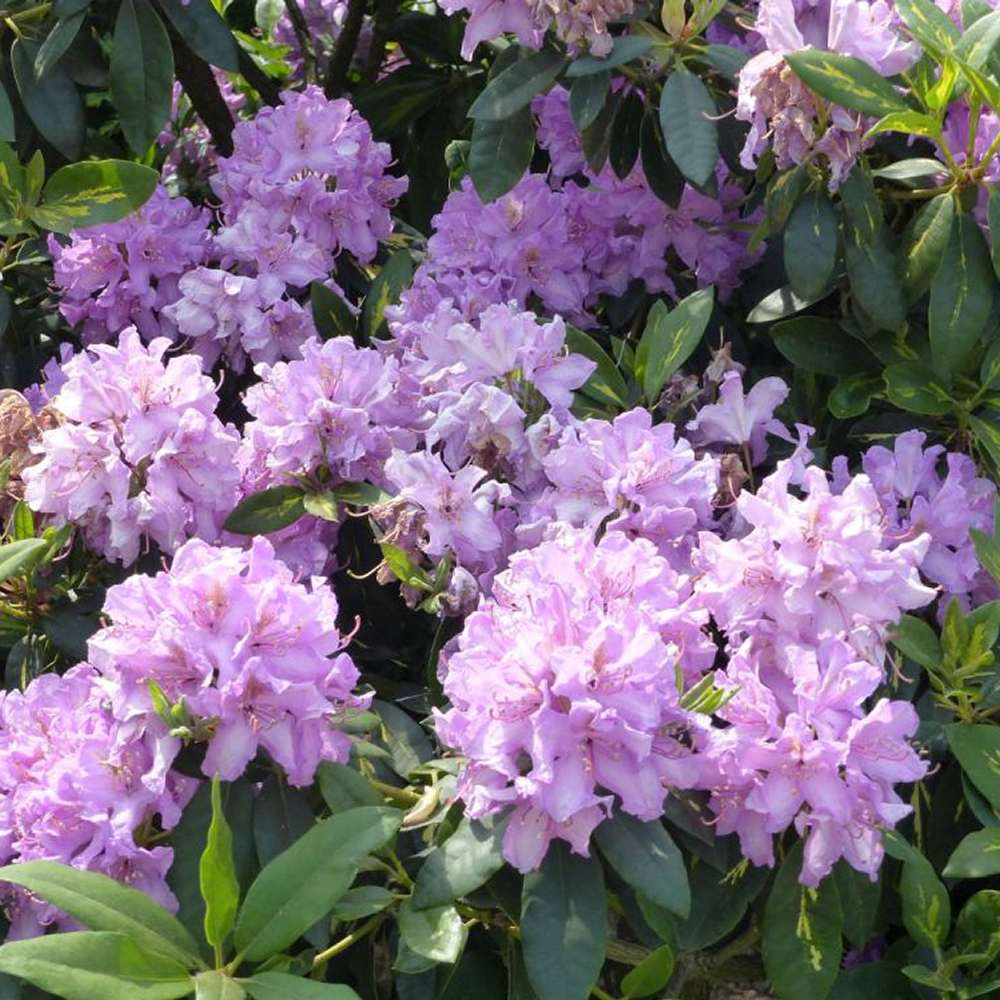 Azaleea Japoneza (Rhododendron) Catawbiense Boursault, cu flori violet