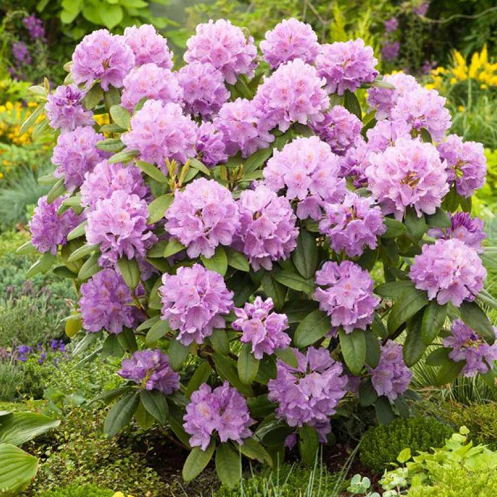 Azaleea Japoneza (Rhododendron) Catawbiense Boursault, cu flori violet