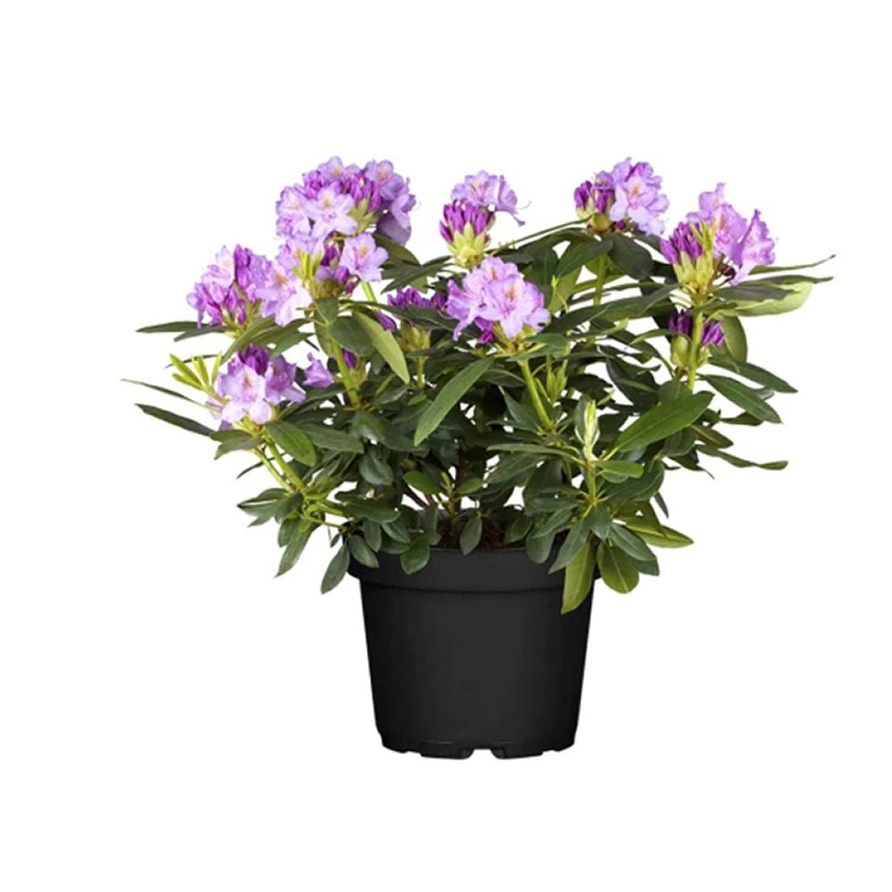 Azaleea Japoneza (Rhododendron) Catawbiense Boursault, cu flori violet