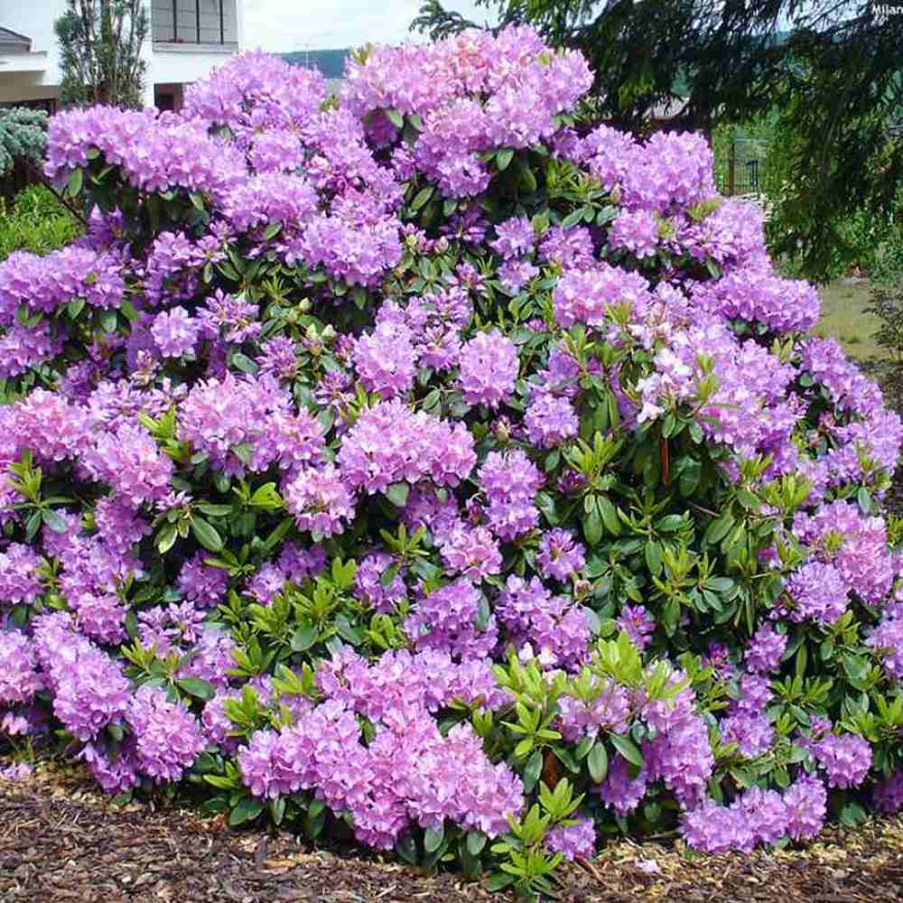Azaleea Japoneza (Rhododendron) Catawbiense Boursault, cu flori violet