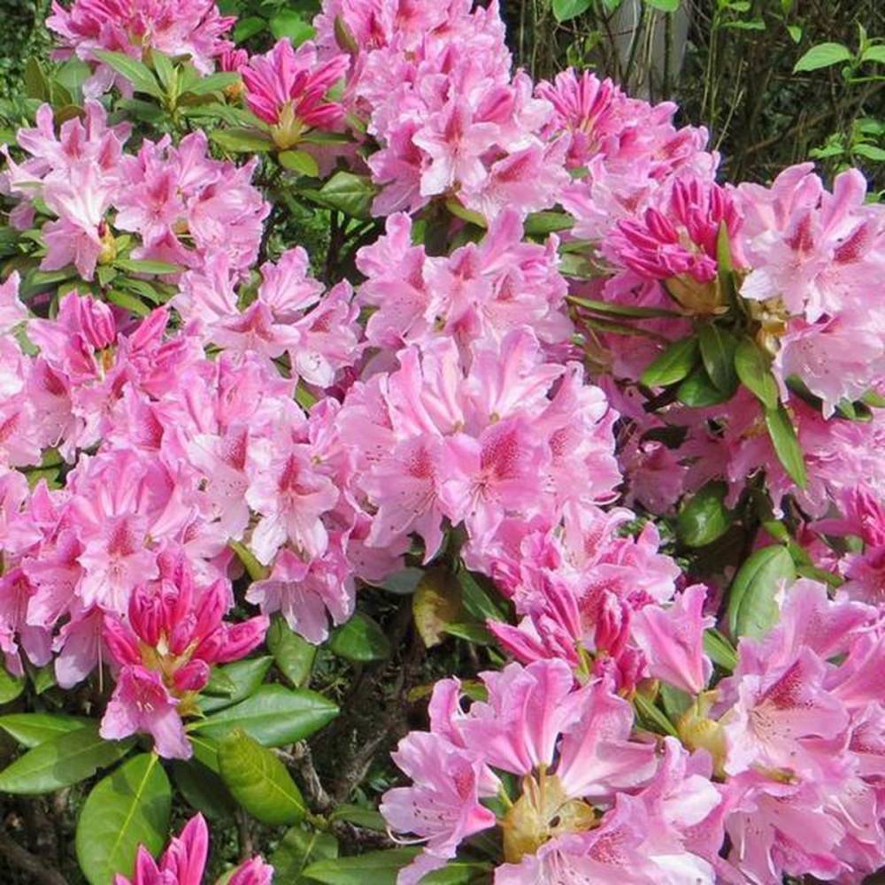 Azaleea Japoneza (Rhododendron) Cosmopolitan, cu flori roz-pal
