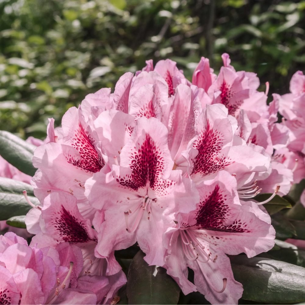 Azaleea Japoneza (Rhododendron) Cosmopolitan, cu flori roz-pal