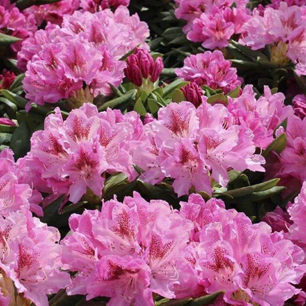 Azaleea Japoneza (Rhododendron) Cosmopolitan, cu flori roz-pal