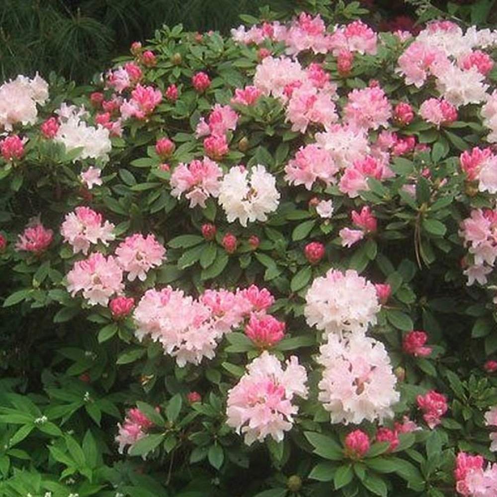 Azaleea Japoneza (Rhododendron) Dreamland, cu flori roz-alb-burgundiu