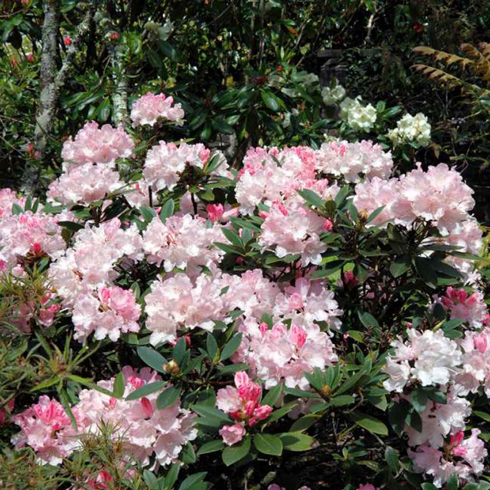 Azaleea Japoneza (Rhododendron) Dreamland, cu flori roz-alb-burgundiu