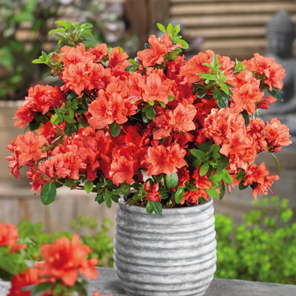 Azaleea Japoneza (Rhododendron) Geisha Orange, cu flori portocalii