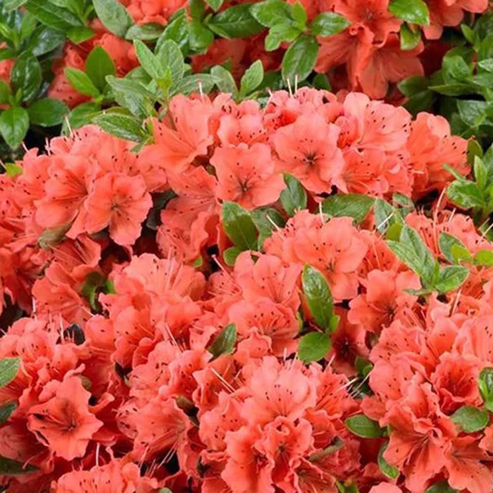 Azaleea Japoneza (Rhododendron) Geisha Orange, cu flori portocalii