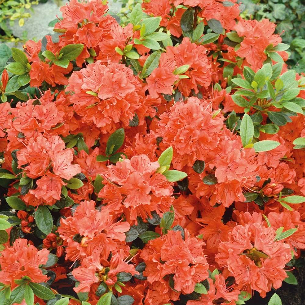Azaleea Japoneza (Rhododendron) Geisha Orange, cu flori portocalii