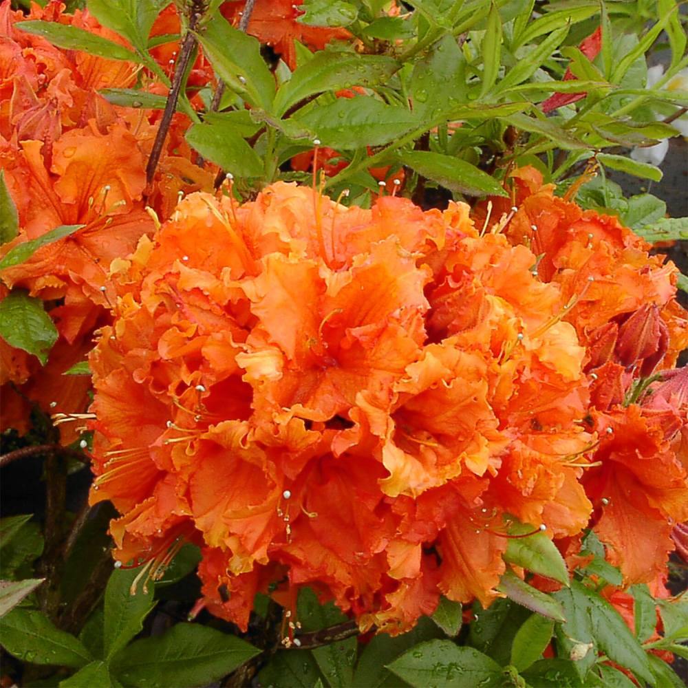 Azaleea Japoneza (Rhododendron) Gibraltar, cu flori portocalii