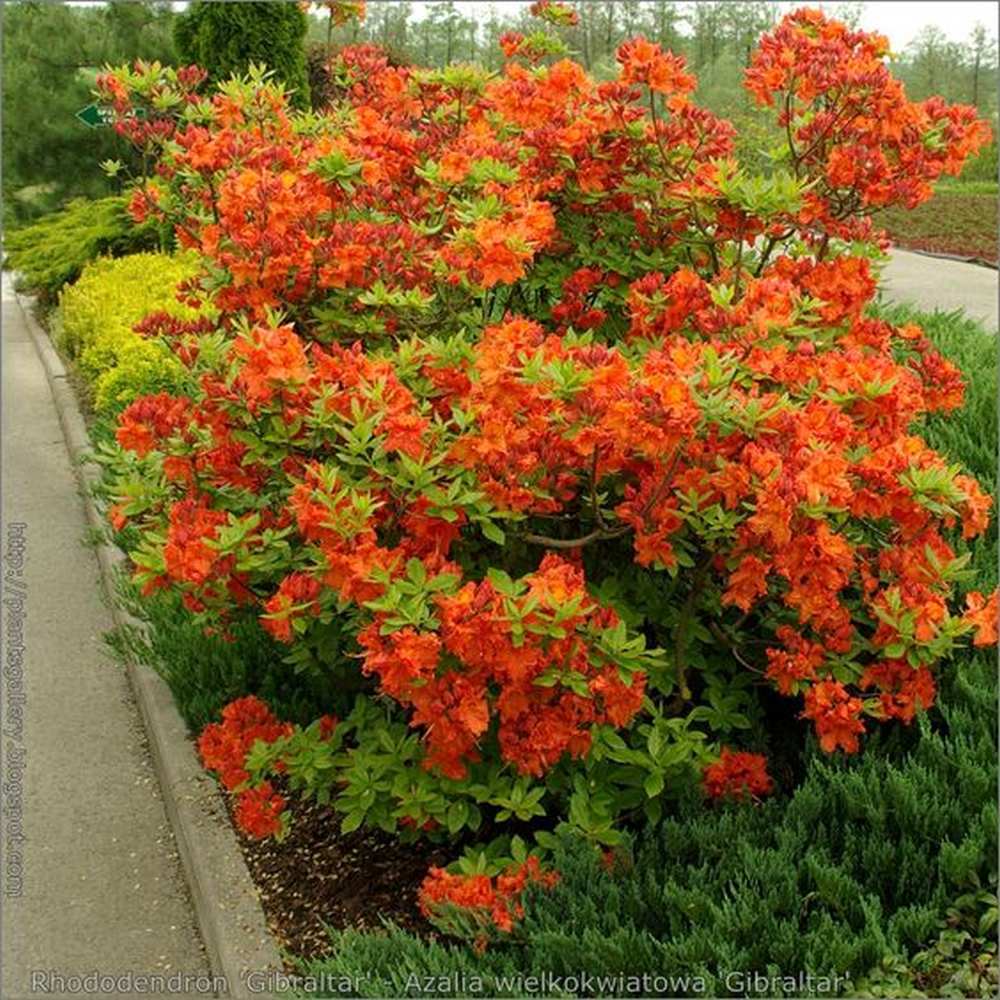 Azaleea Japoneza (Rhododendron) Gibraltar, cu flori portocalii