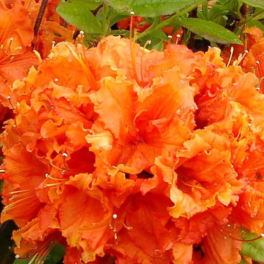 Azaleea Japoneza (Rhododendron) Gibraltar, cu flori portocalii