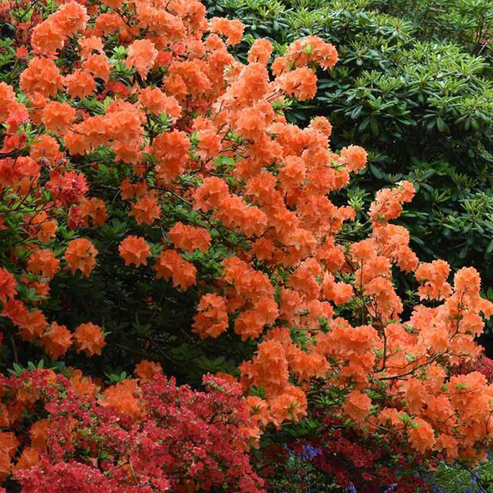 Azaleea Japoneza (Rhododendron) Gibraltar, cu flori portocalii