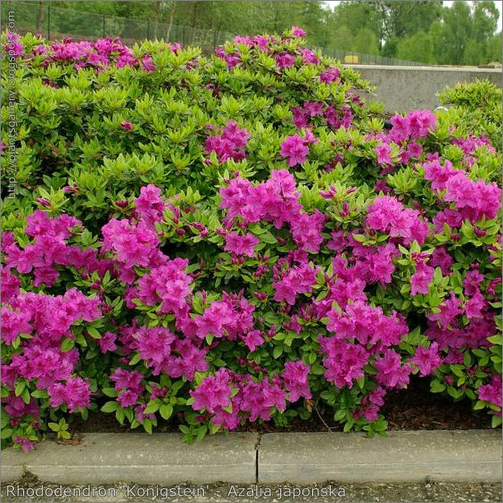Azaleea Japoneza (Rhododendron) Koeningstein, cu flori roz-purpuriu
