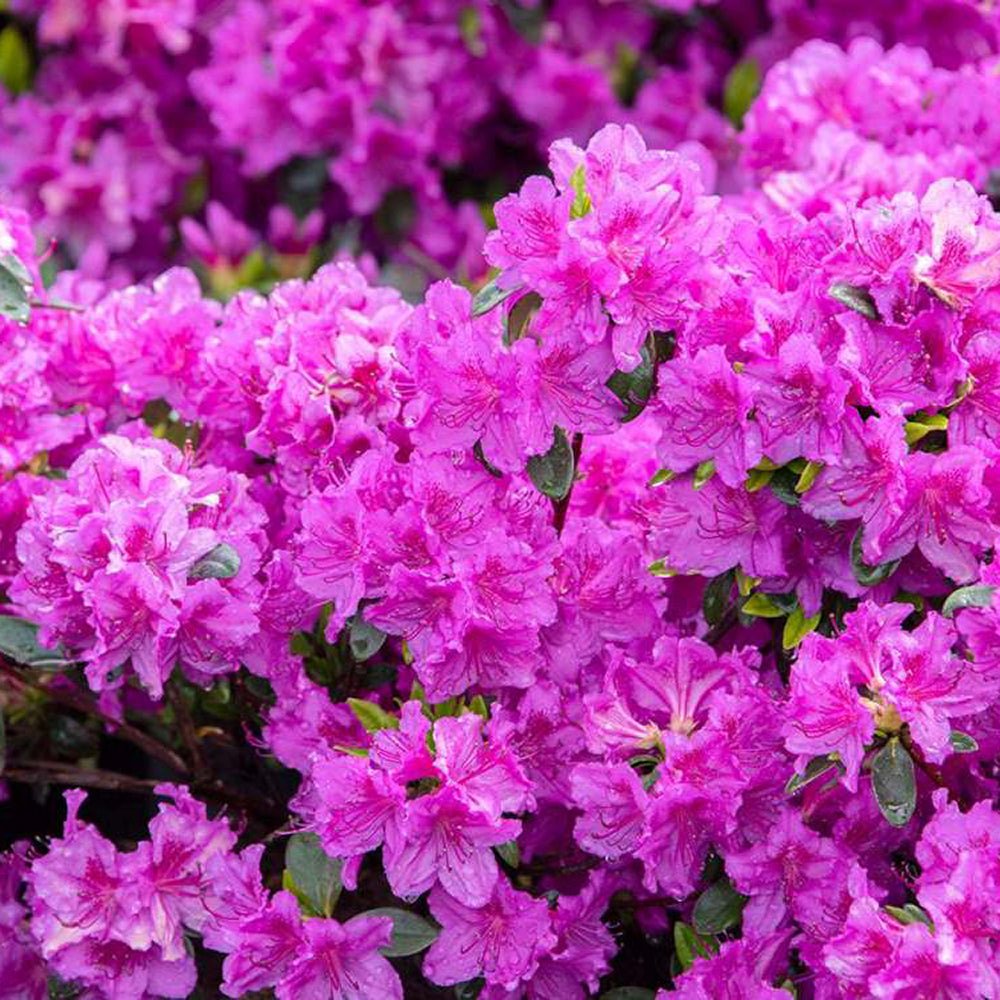 Azaleea Japoneza (Rhododendron) Koeningstein, cu flori roz-purpuriu