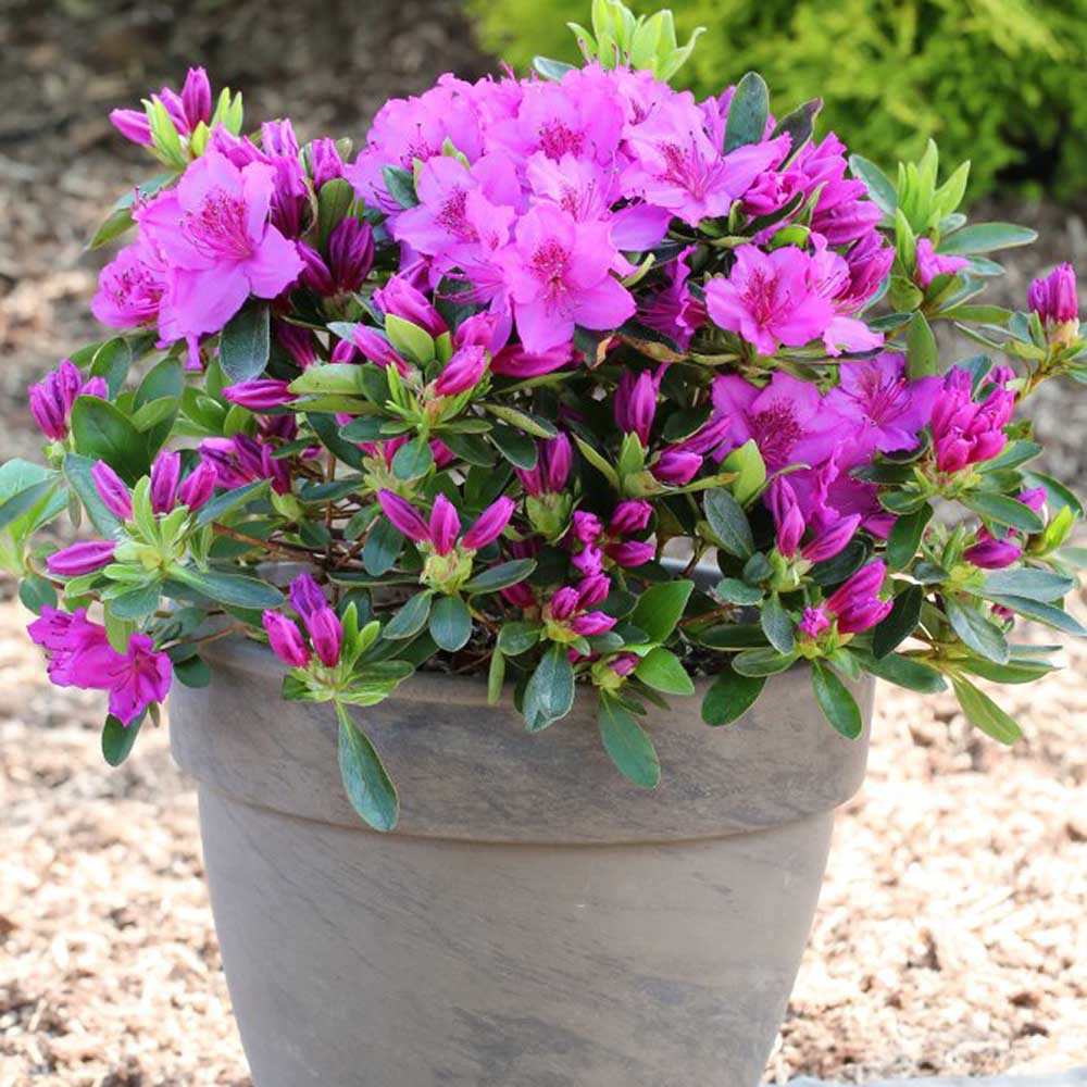 Azaleea Japoneza (Rhododendron) Koeningstein, cu flori roz-purpuriu