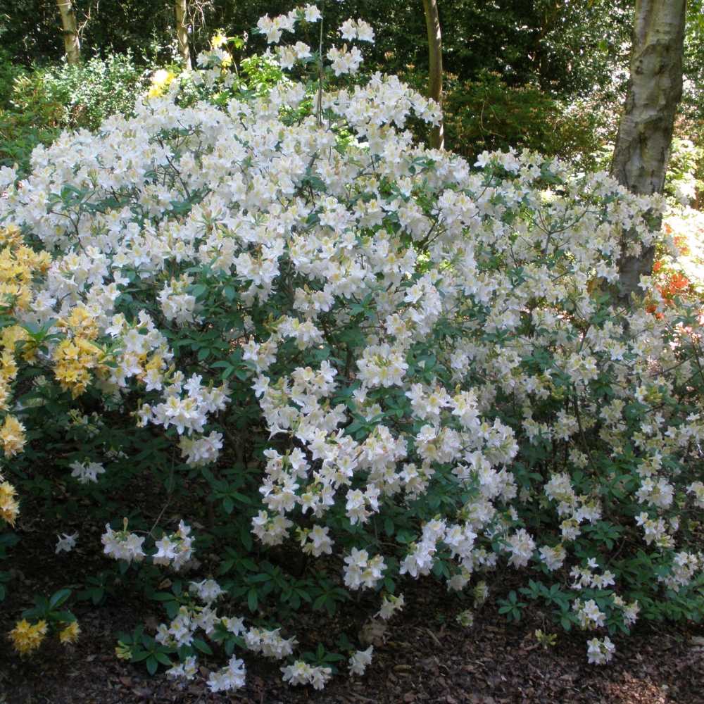Azaleea Japoneza (Rhododendron) Mary Helen, cu flori albe