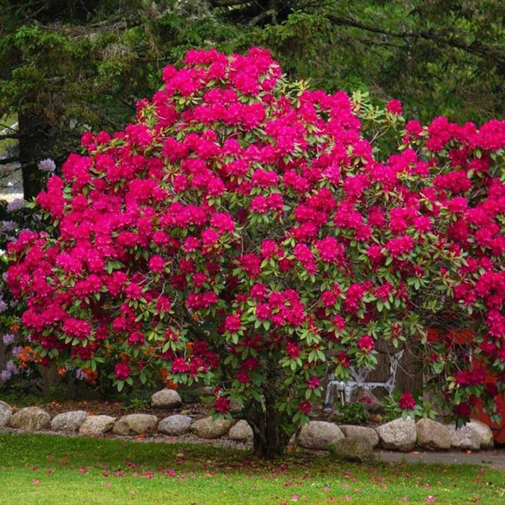 Azaleea Japoneza (Rhododendron) Nova Zembla, cu flori rosii