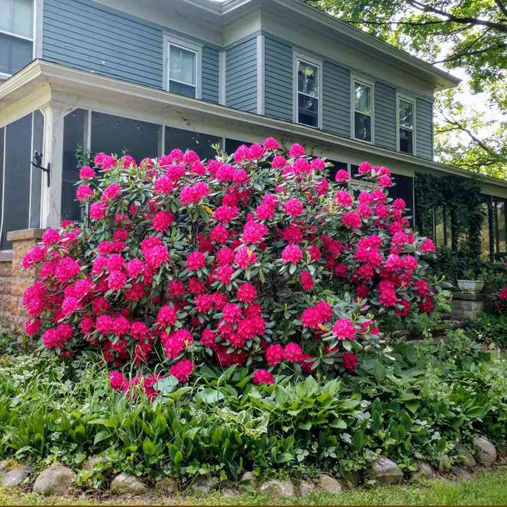 Azaleea Japoneza (Rhododendron) Nova Zembla, cu flori rosii