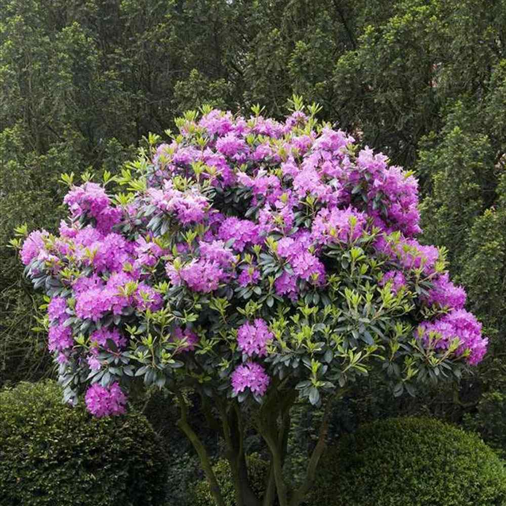 Azaleea japoneza (Rhododendron) Roseum Elegans, cu flori roz-lila