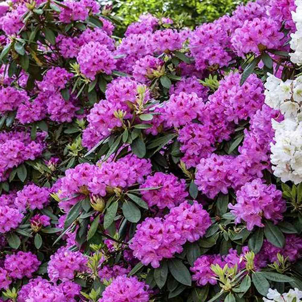 Azaleea japoneza (Rhododendron) Roseum Elegans, cu flori roz-lila