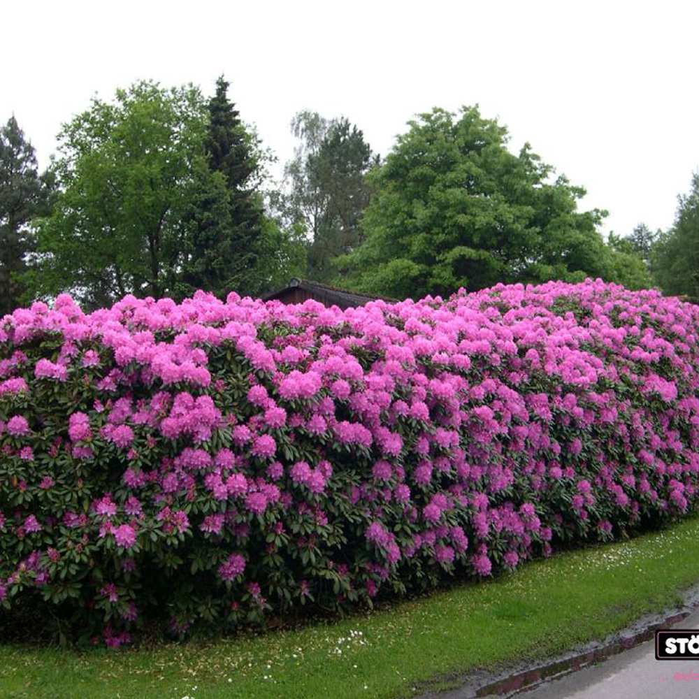 Azaleea japoneza (Rhododendron) Roseum Elegans, cu flori roz-lila