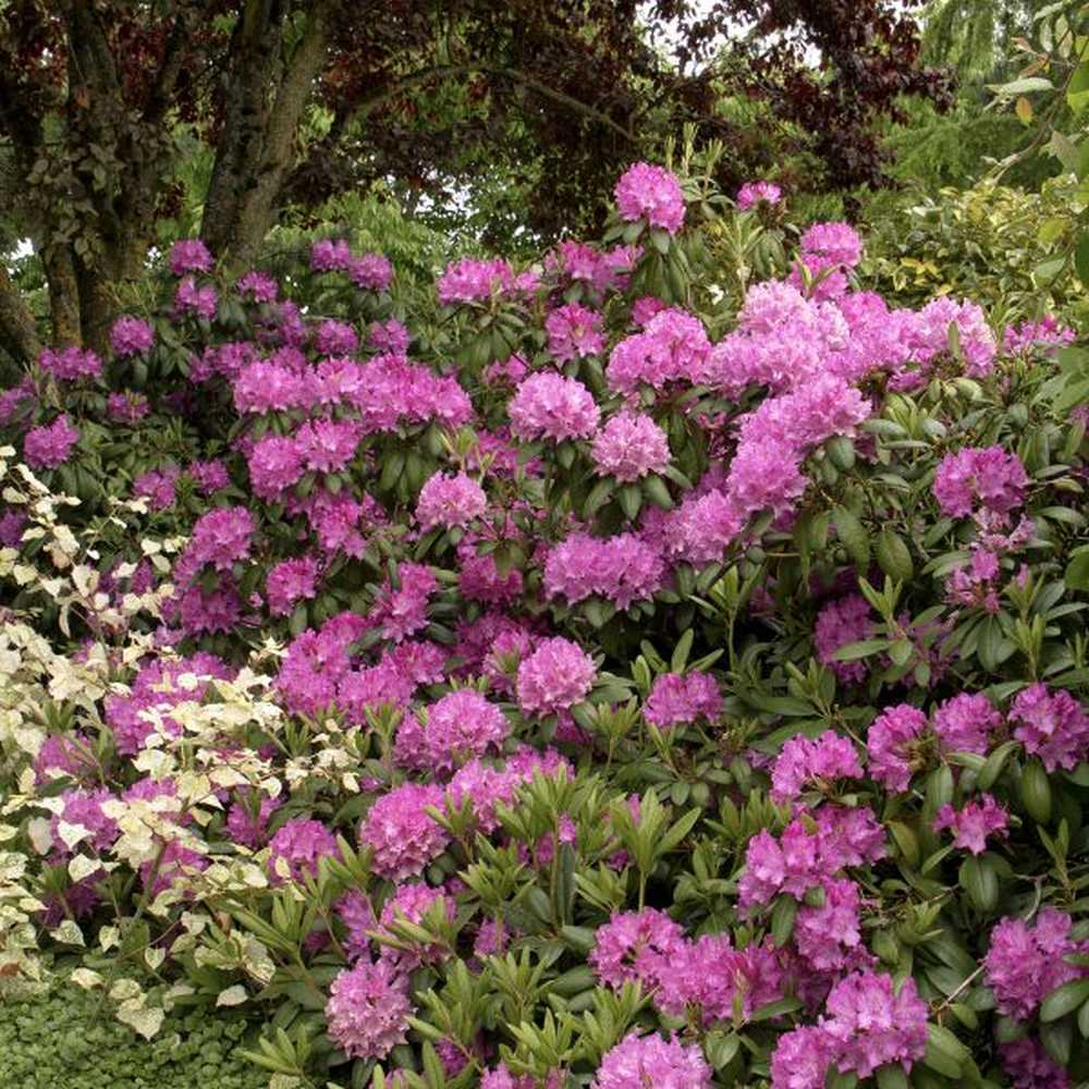 Azaleea japoneza (Rhododendron) Roseum Elegans, cu flori roz-lila