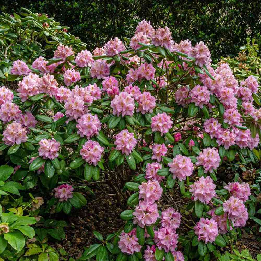Azaleea Japoneza (Rhododendron) Scintillation, cu flori roz-pal