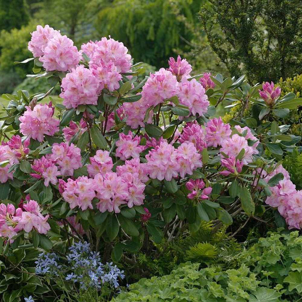 Azaleea Japoneza (Rhododendron) Scintillation, cu flori roz-pal