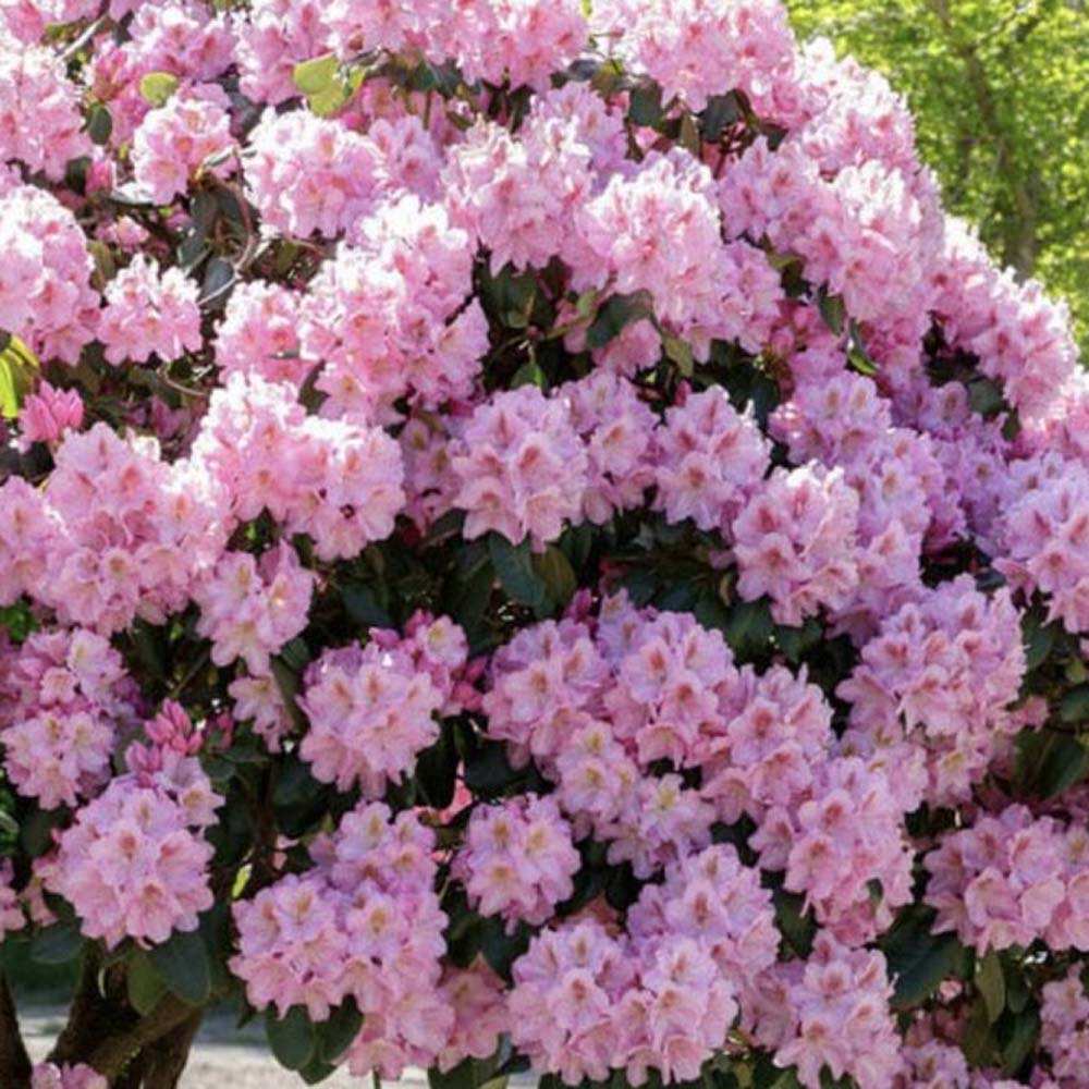 Azaleea Japoneza (Rhododendron) Scintillation, cu flori roz-pal