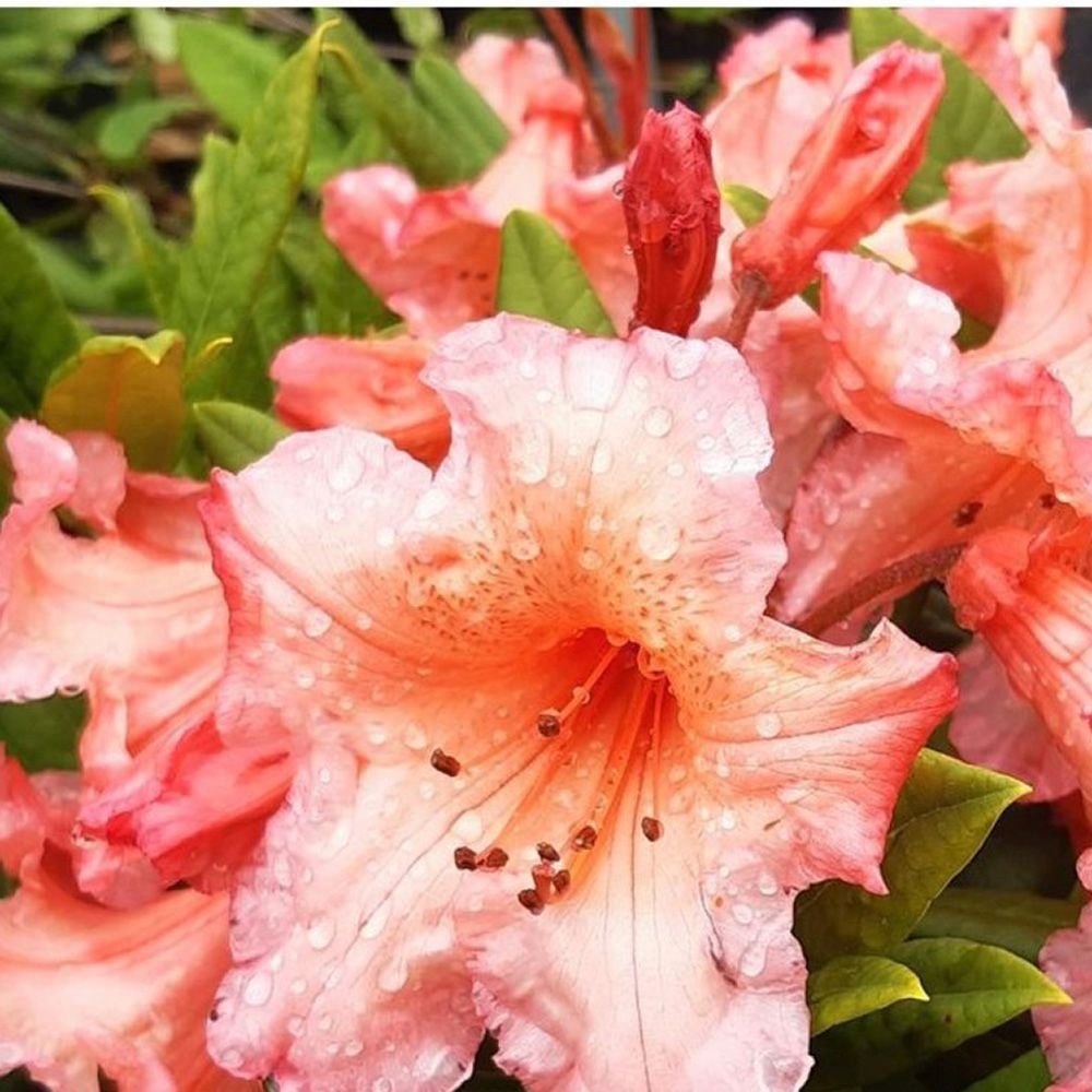 Azaleea japoneza (Rhododendron) Tortoiseshell Orange, cu flori portocalii