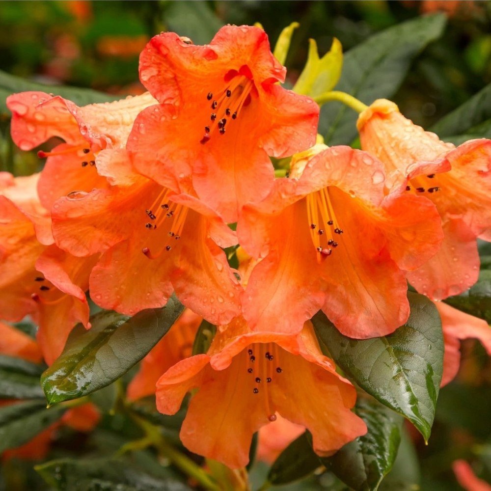 Azaleea japoneza (Rhododendron) Tortoiseshell Orange, cu flori portocalii