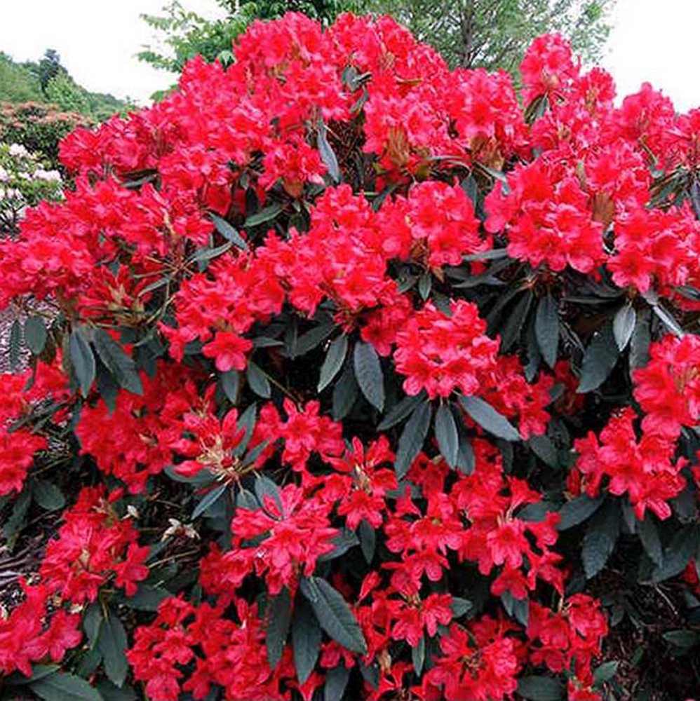 Azaleea Japoneza (Rhododendron) Vulcan, cu flori rosu-violet