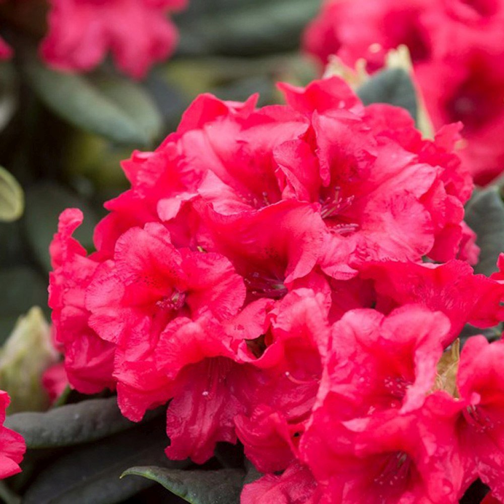 Azaleea Japoneza (Rhododendron) Vulcan, cu flori rosu-violet