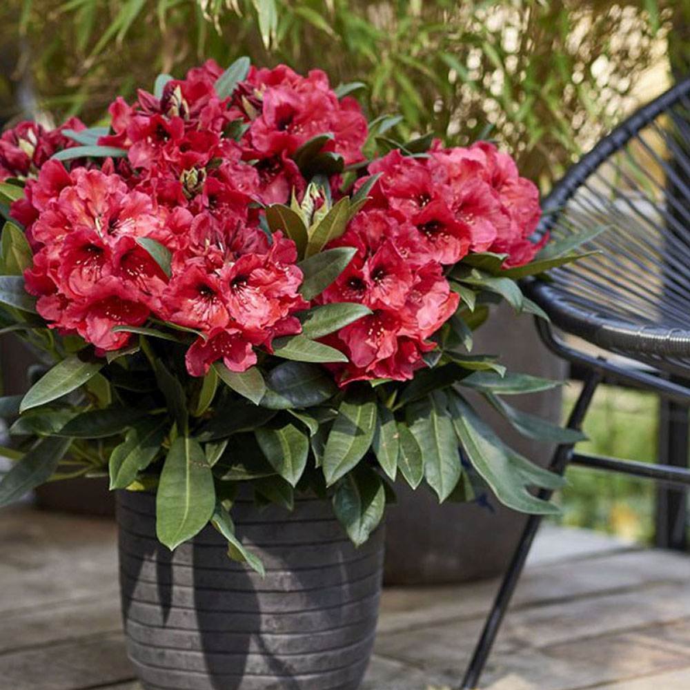 Azaleea Japoneza (Rhododendron) Vulcan, cu flori rosu-violet