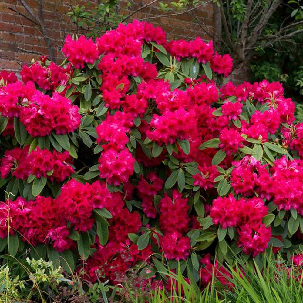 Azaleea Japoneza (Rhododendron) Vulcan, cu flori rosu-violet