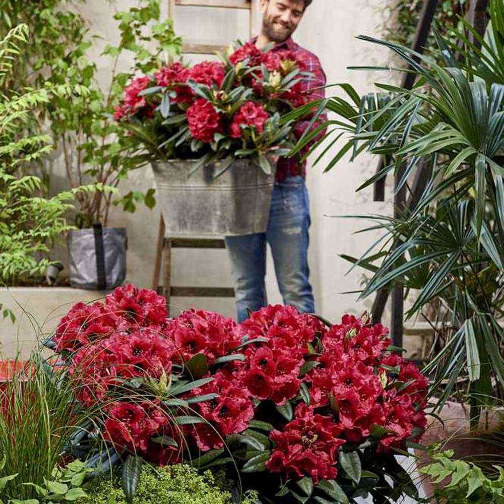 Azaleea Japoneza (Rhododendron) Vulcan, cu flori rosu-violet