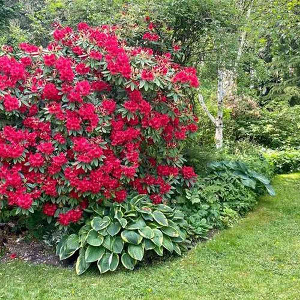 Azaleea Japoneza (Rhododendron) Vulcan, cu flori rosu-violet