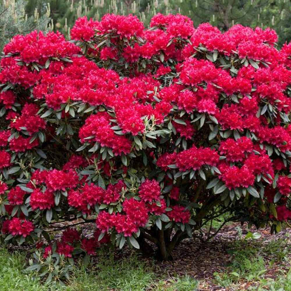 Azaleea japoneza (Rhododendron) Wilgens Ruby, cu flori rosu-rubiniu